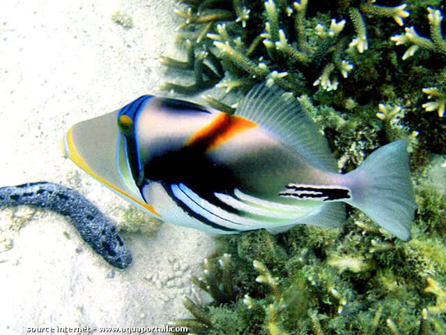 Rhinecanthus aculeatus
