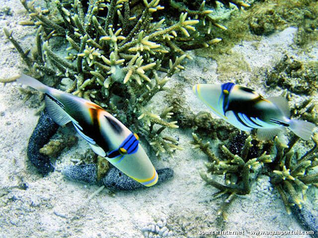 paire de Rhinecanthus aculeatus