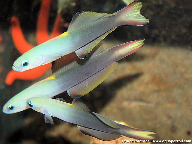 juveniles de ptereleotris evides