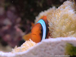 Gyrostoma helianthus avec Amphiprion frenatus
