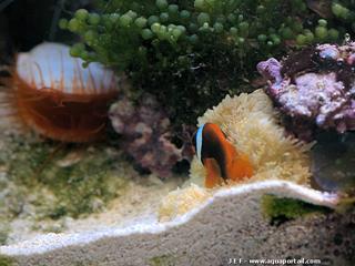 Gyrostoma helianthus dans son environnement