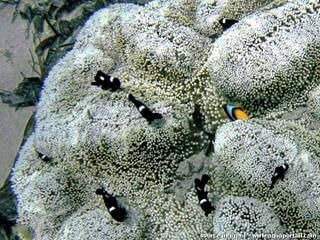 Grupo de juveniles de Dascyllus trimaculatus