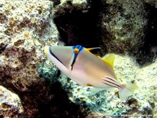 Baliste Rhinecanthus assasi