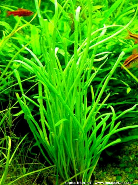 lilaeopsis macloviana