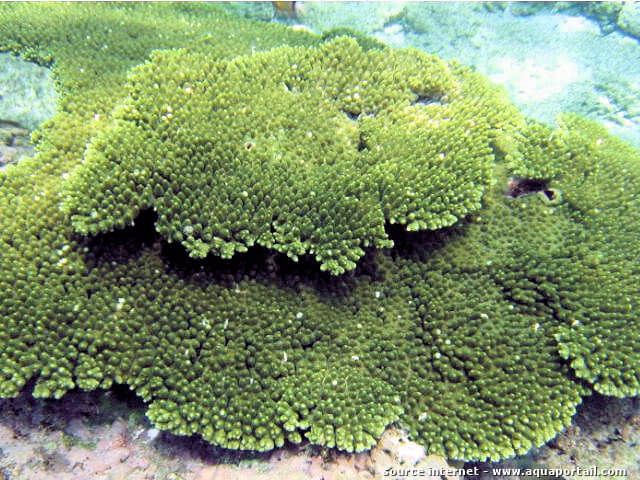 Acropora hyacinthus en table