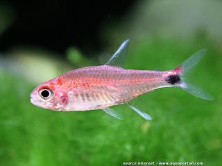 Un tetra pimienta macho Axelrodia stigmatias en color rosa 