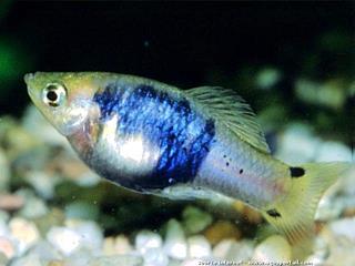 Mle Xiphophorus xiphidium, variante couleur bleue