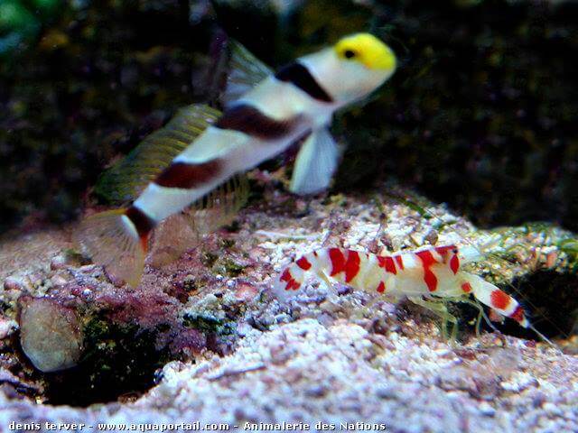 Alpheus et Stonogobiops qui nage un peu