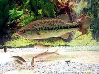 black bass