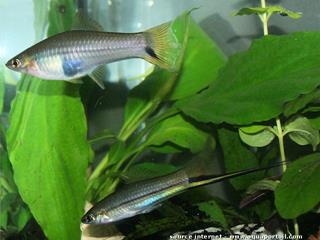 Pareja de Xiphophorus signum