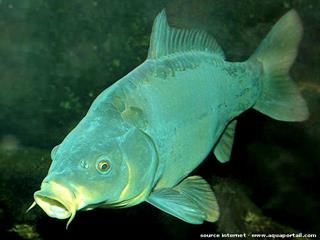 Spcimen de Cyprinus carpio, la carpe cuir