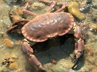 Un tourteau Cancer pagurus