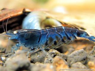 Caridina Blue Tiger, femelle