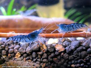 Caridina Blue Tiger