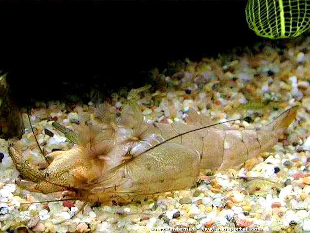 exuvie de Atyopsis spinipes