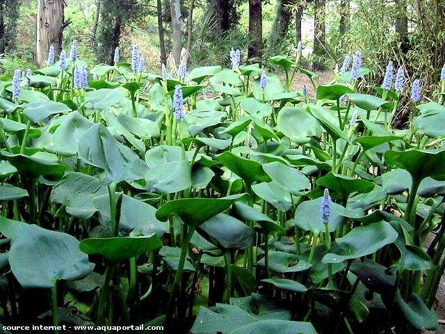 Pontederia rotundifolia en flor