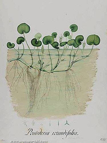Dibujo de Pontederia rotundifolia