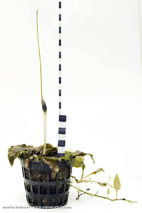 Cryptocoryne longicauda en flor