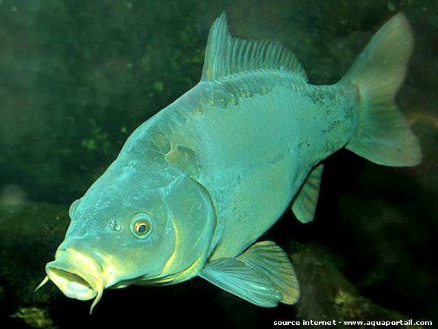 Carpe commune • Cyprinus carpio • Fiche poissons