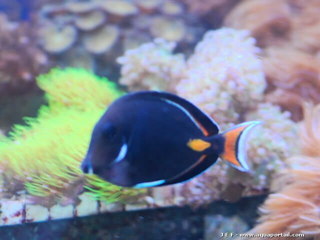 Acanthurus achilles juvénile
