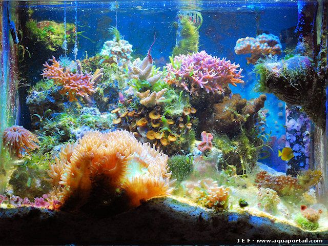 nano-aquarium récifal après 2 ans de vie