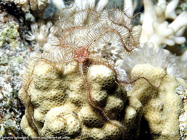 Ophiothrix purpurea en un coral Porites