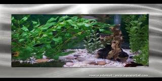 Aquarium mural