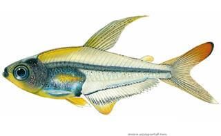 Dibujo de Trochilocharax ornatus, el arcoiris tetra cristal