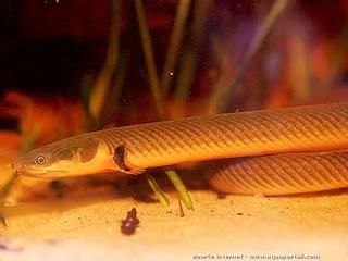 Un pez carrizo Erpetoichthys calabaricus, detalle de la parte frontal del cuerpo