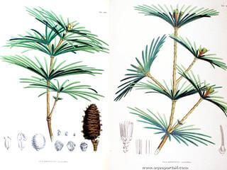 Dessin naturaliste Koyamaki Sciadopitys verticillata