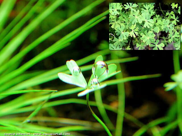 marsilea schelpiana, dtail d'une feuille