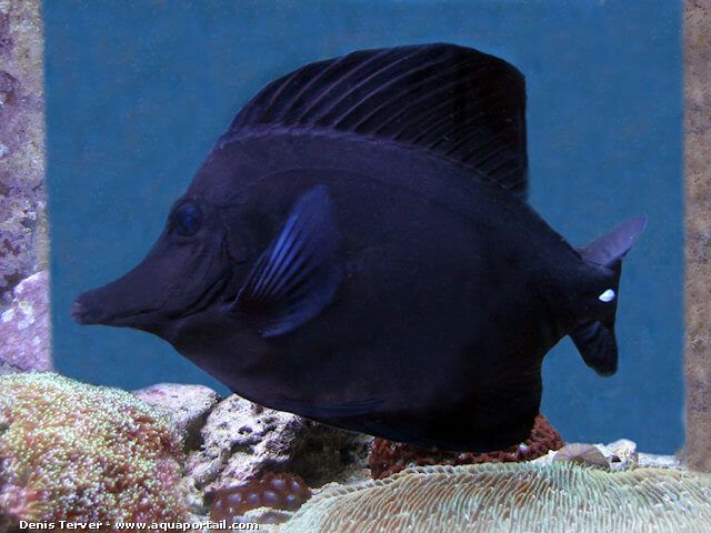 Zebrasoma rostratum 2