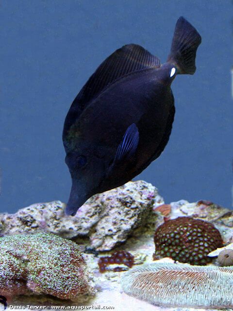 Zebrasoma rostratum 3
