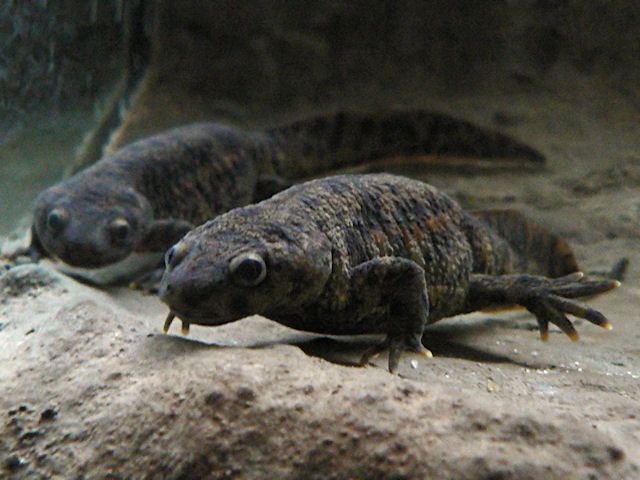 Pleurodeles waltl, un triton noir
