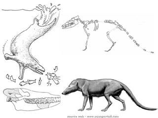 L'volution du Pakicetus