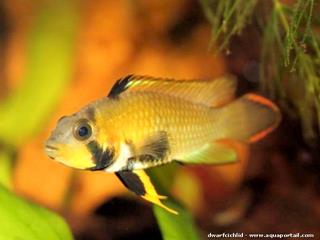 femelle Apistogramma Panduro