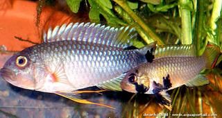 Un couple d'Apistogramma Panduro