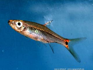 Rasbora: quatre nouveaux genres de poisson