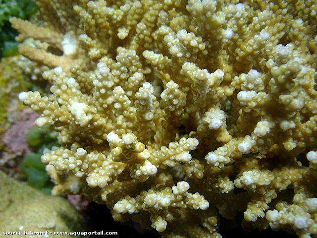 corail <i>Acropora rosaria</i>, jaune