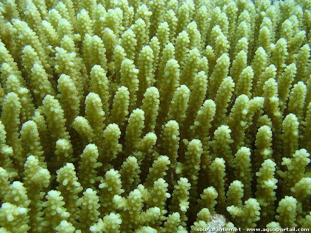 vue de dtail des branches de Acropora nasuta