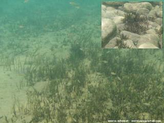 Vallisneria aethiopica dans son milieu naturel, le lac Tanganyika
