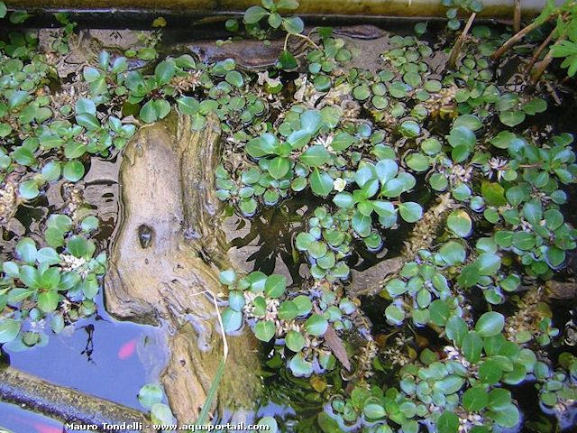 planta <i>Ludwigia helminthorrhiza</i> en estanque de jardn