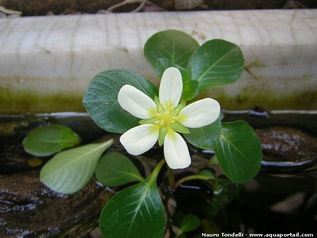 Flor blanca de Ludwigia helminthorrhiza