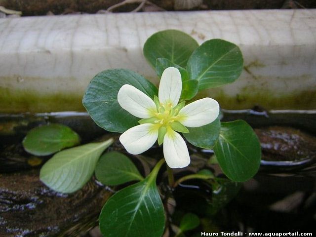 fleur blanche de Ludwigia helminthorrhiza