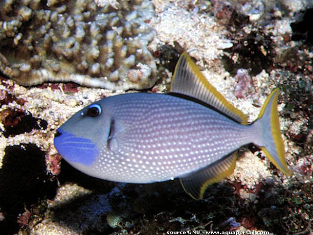 Xanthichthys auromarginatus