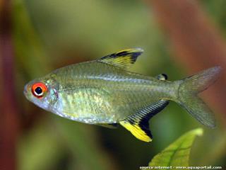 Le ttra citron Hyphessobrycon pulchripinnis se dmarque avec du contraste et une nageoire adipeuse