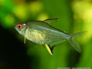 Un ttra citron Hyphessobrycon pulchripinnis