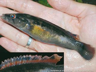 Crenicichla ypo, une femelle avec dtails de sa nageoire dorsale