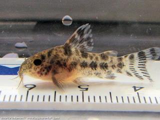 Hoplisoma (Corydoras) joven