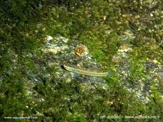 Variation de couleur jaune de Stiphodon sapphirinus